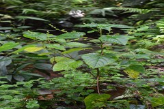 Boehmeria macrophylla